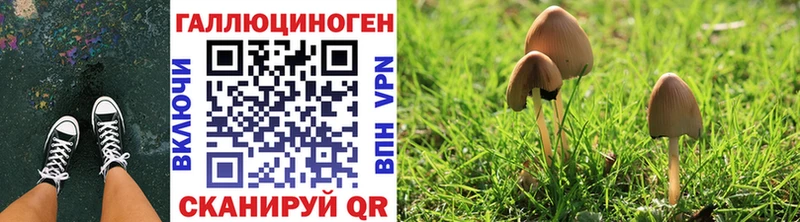 где можно купить наркотик  Алзамай  блэк спрут как войти  Псилоцибиновые грибы Cubensis 